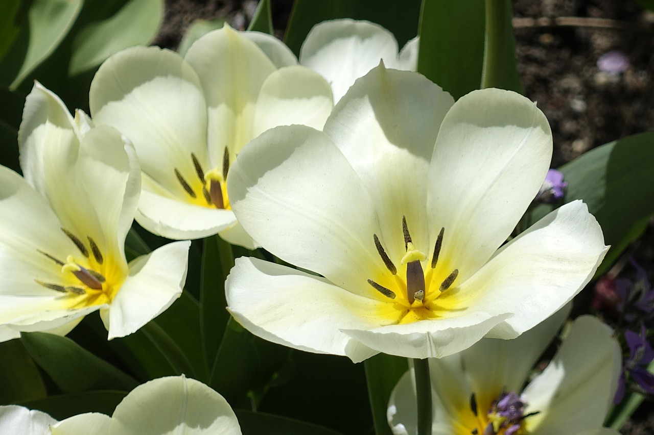 tulip  blossom  bloom free photo