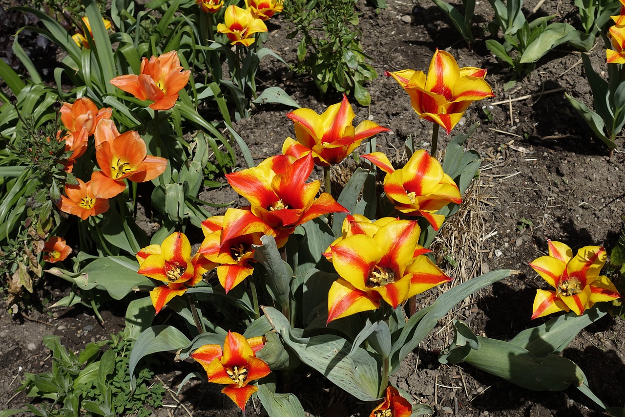 tulip  blossom  bloom free photo