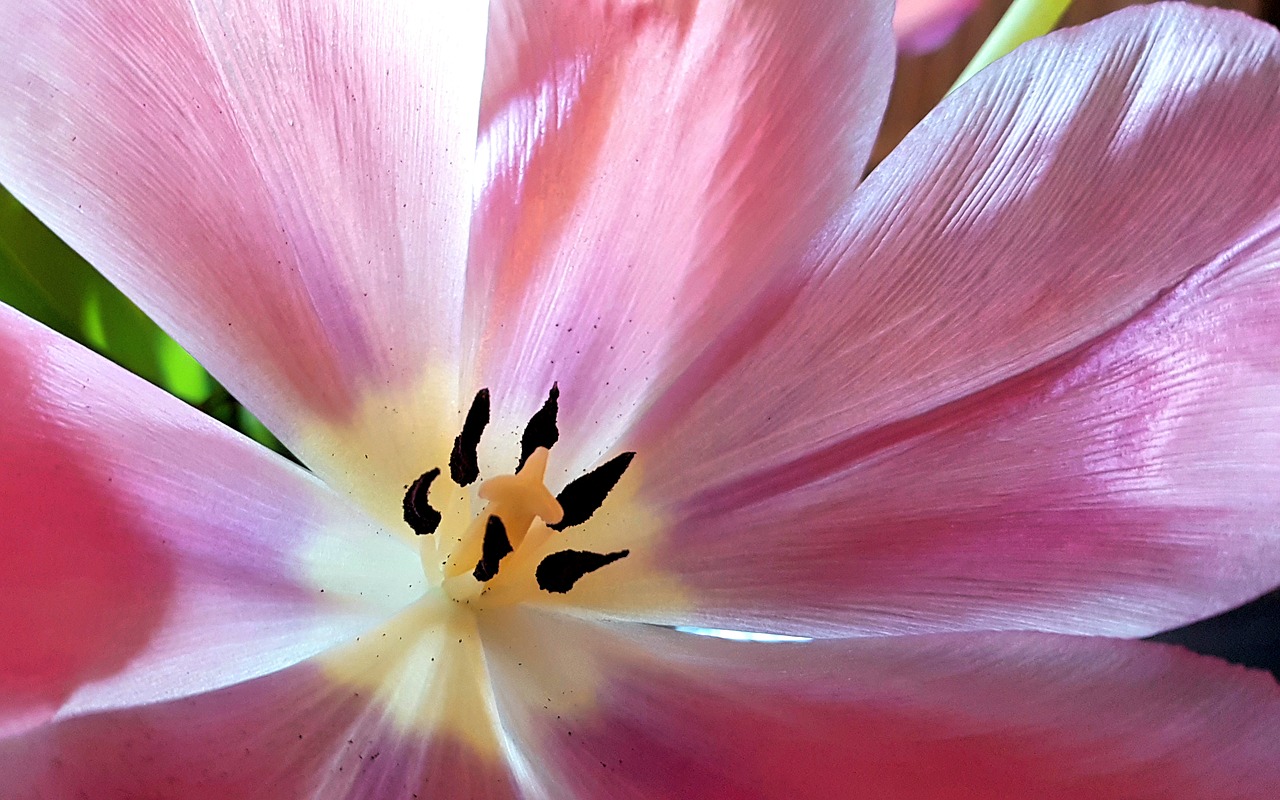 tulip  flower  nature free photo