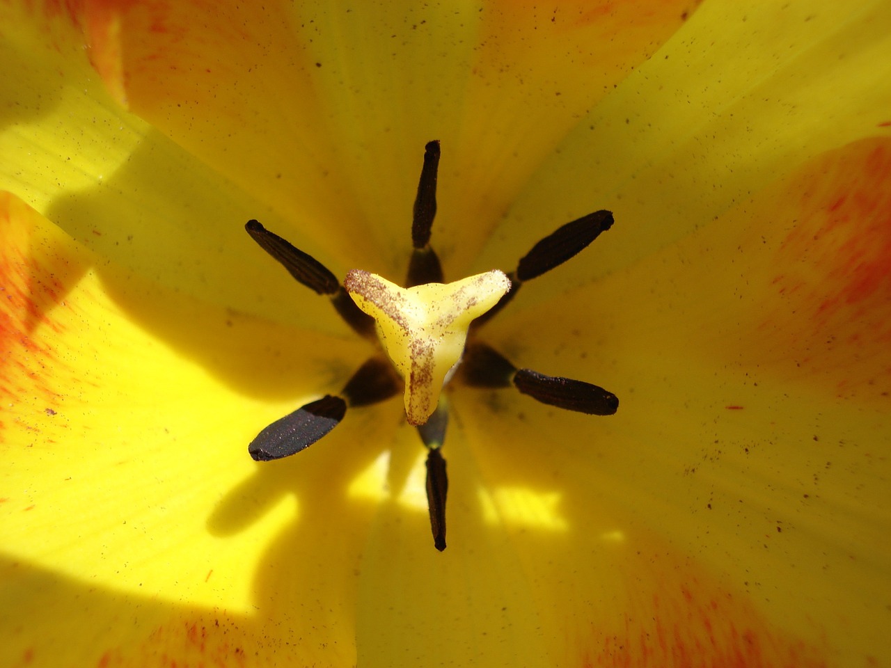 tulip nature wildflower free photo