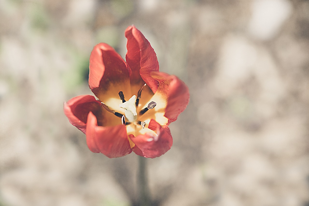 tulip  flower  orange free photo