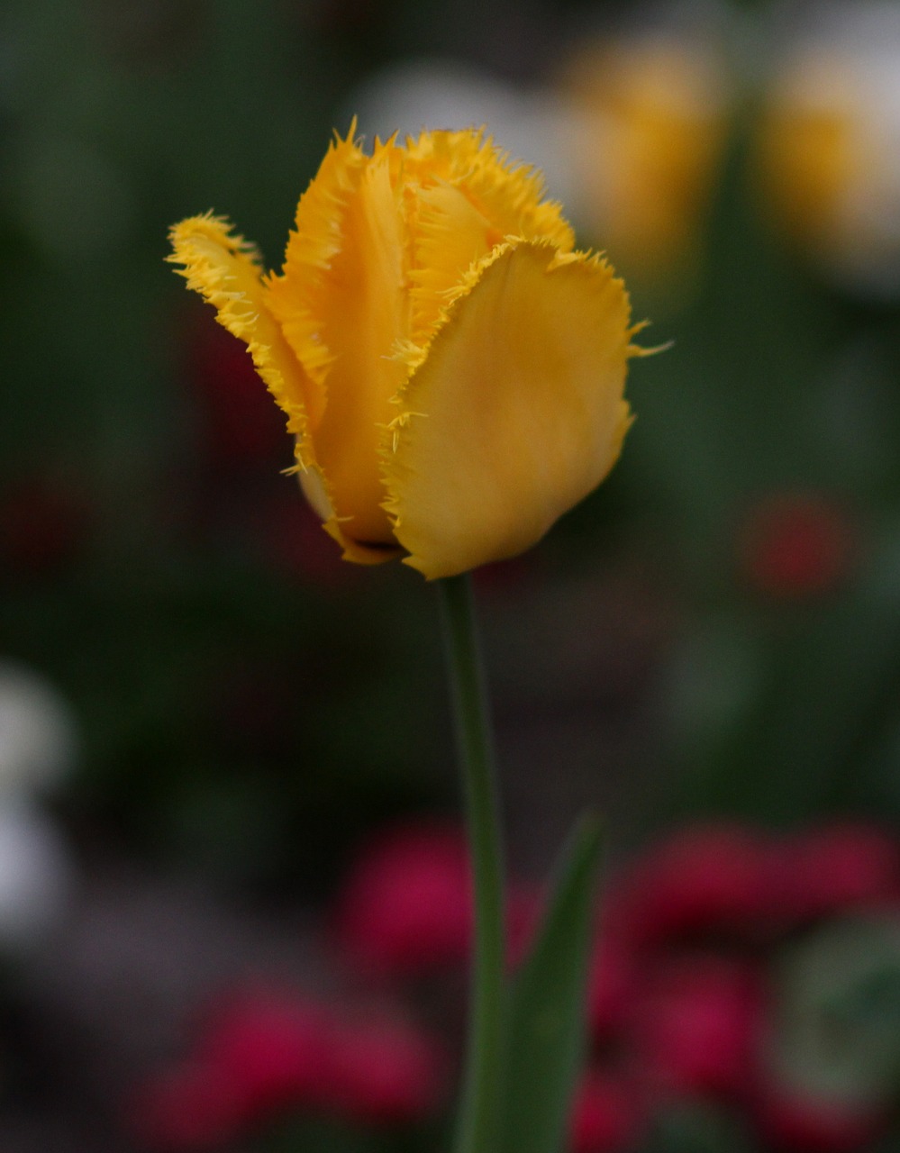 tulip  yellow  petals free photo