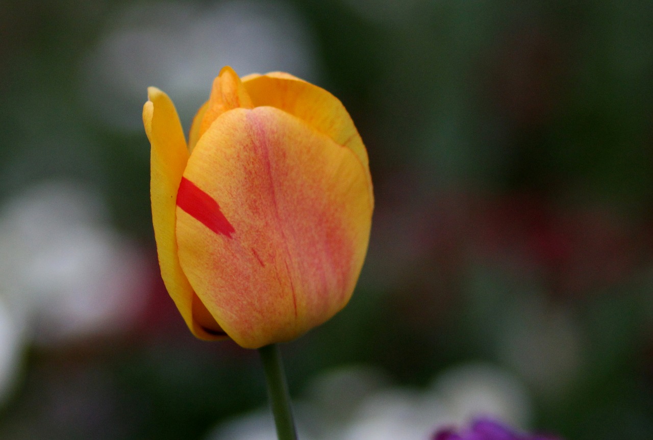 tulip  yellow  petals free photo