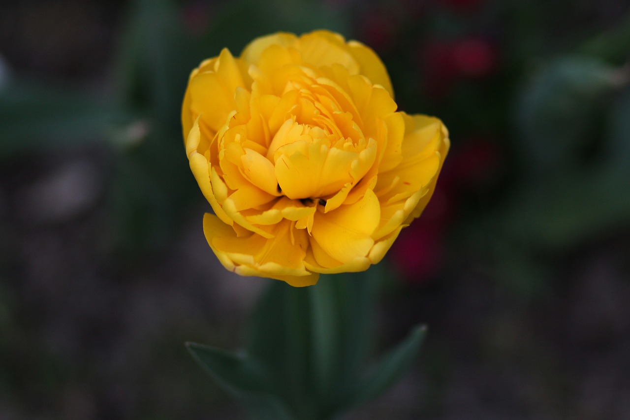 tulip  yellow  petals free photo