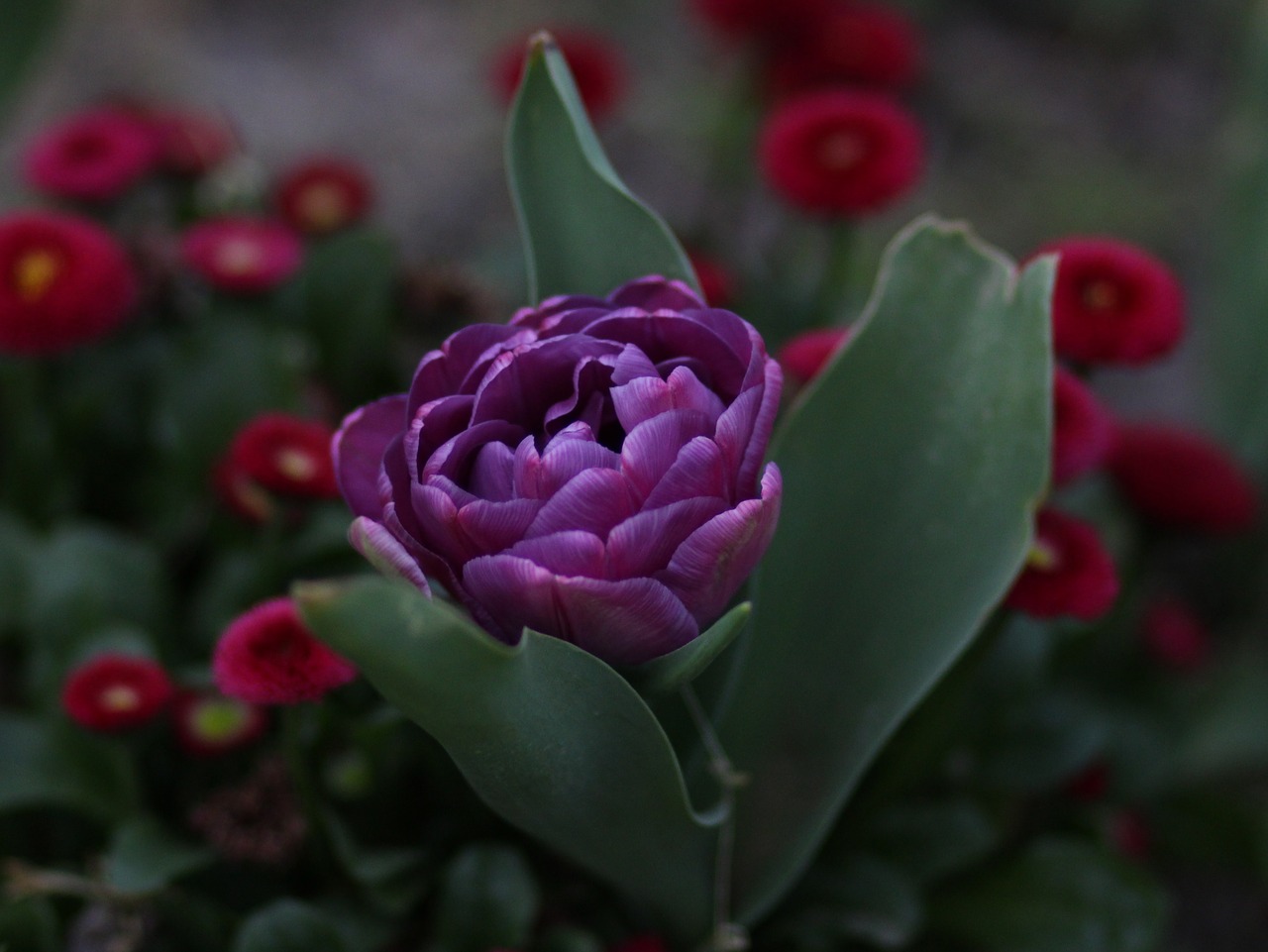 tulip  mov  petals free photo