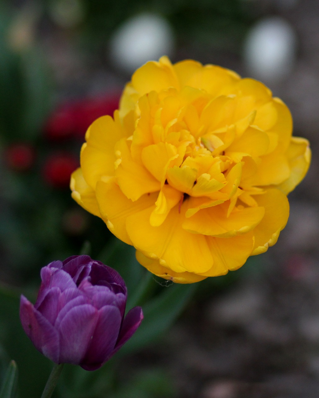tulip  yellow  mov free photo