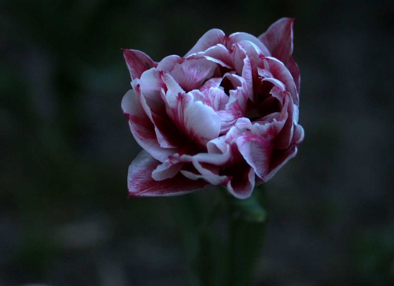 tulip  white  mov free photo