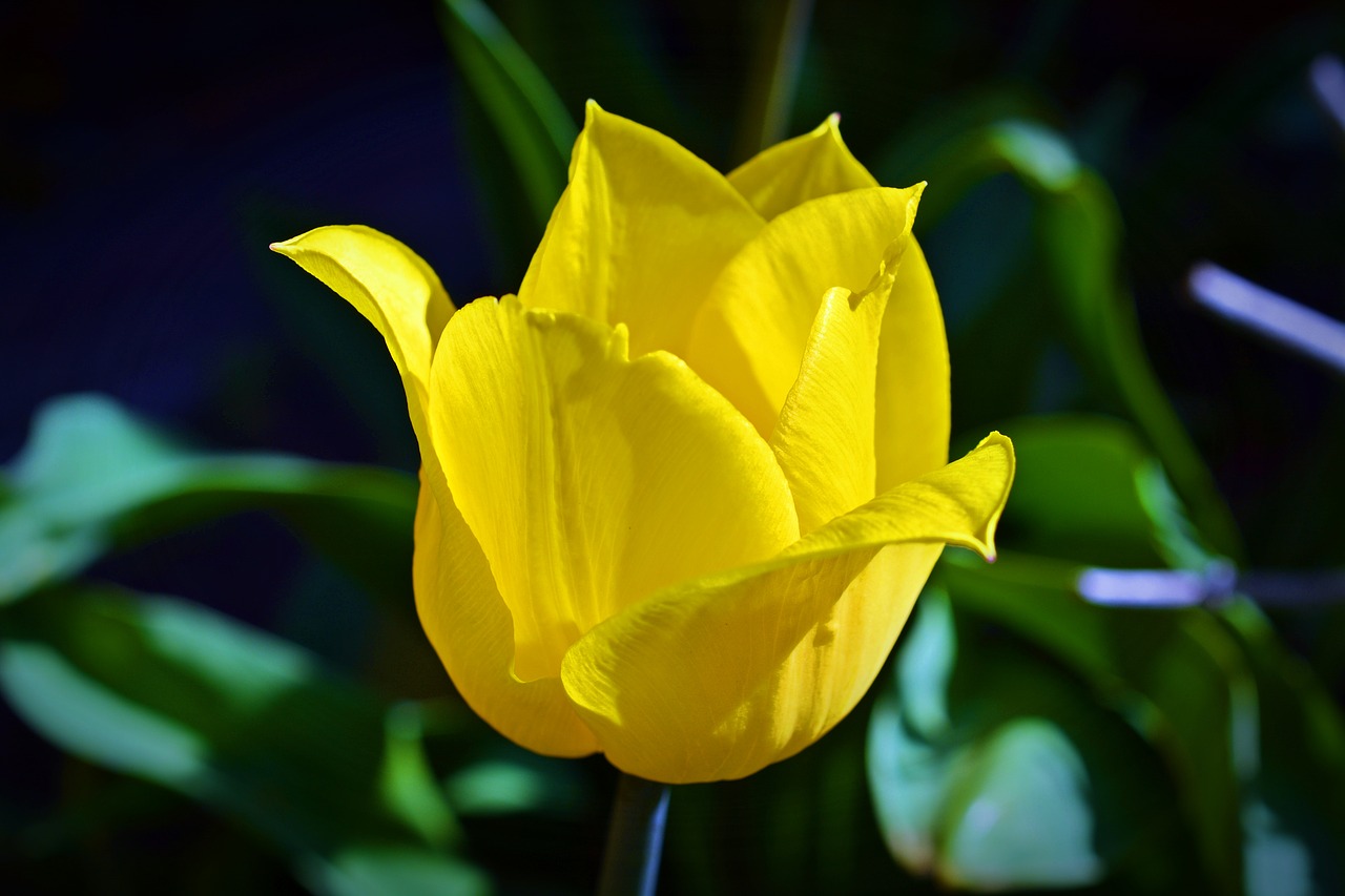 tulip  nature  flower free photo