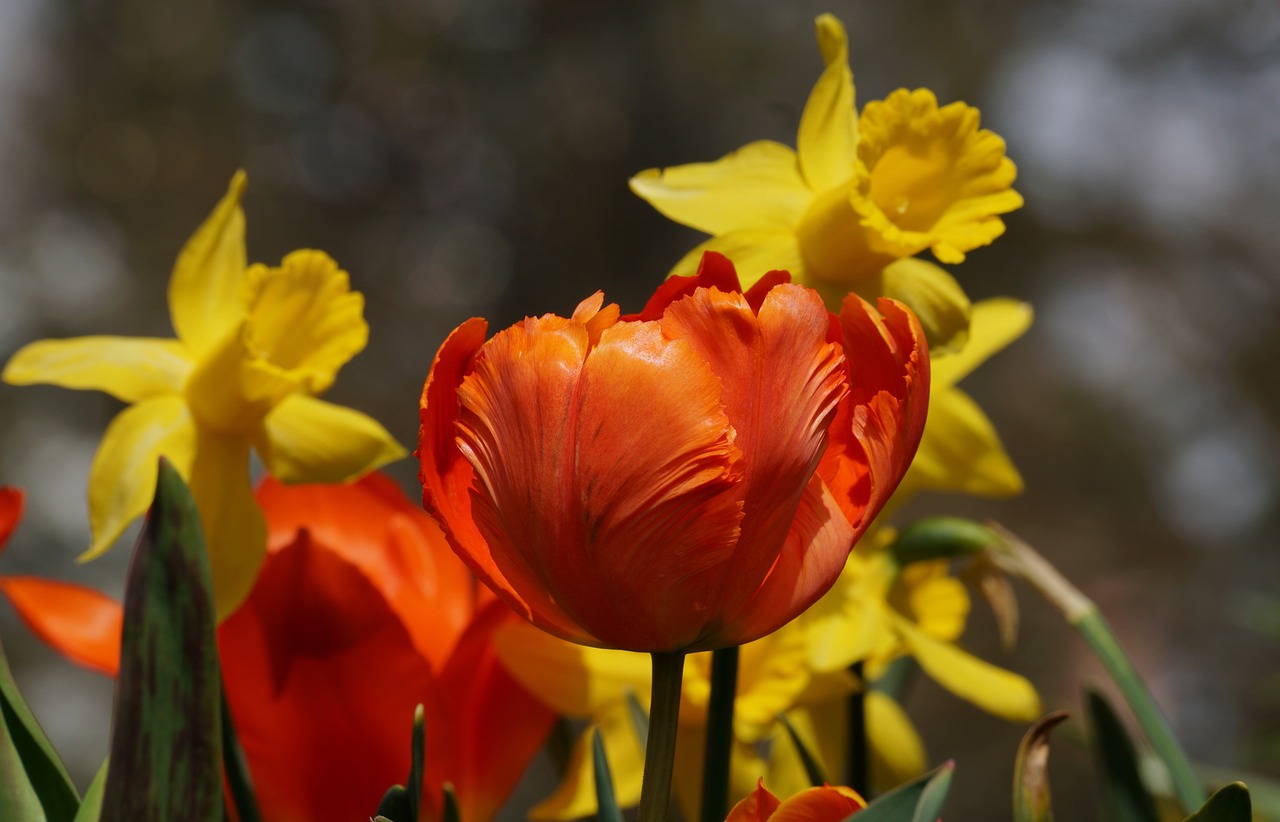 tulip  orange  daffodils free photo