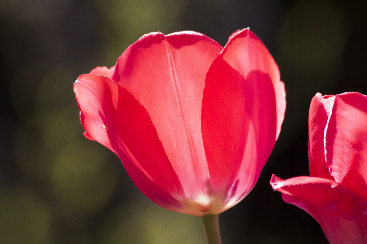 tulip  lilies  spring free photo