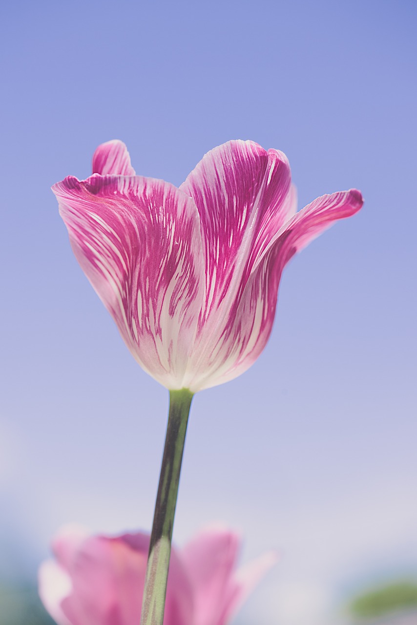 tulip  pink  tulip pink free photo