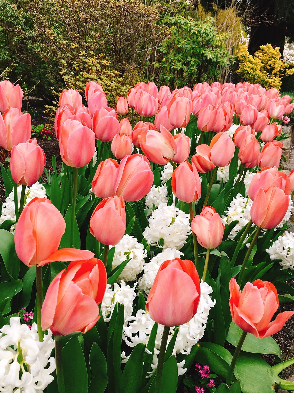 tulip  flower  nature free photo