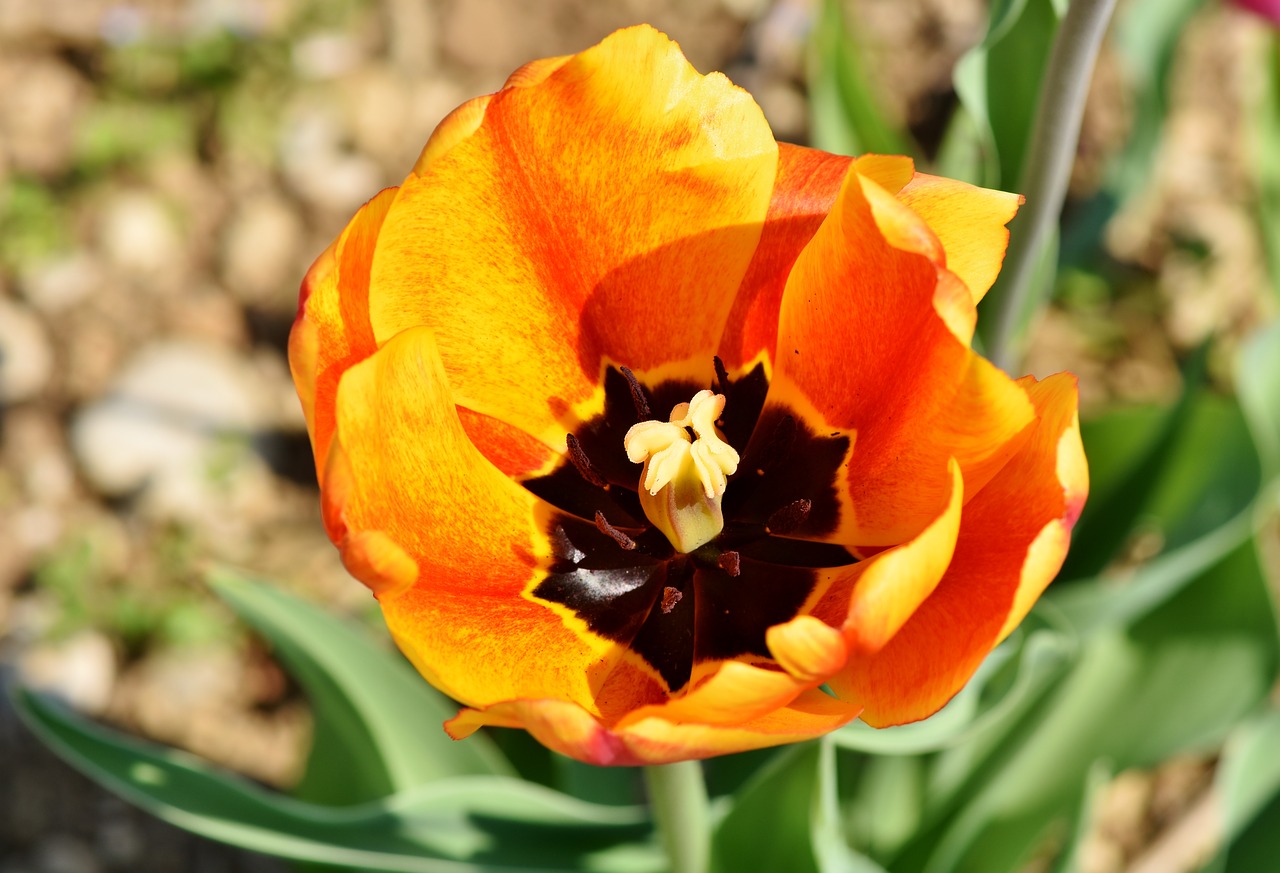 tulip  tulpenbluete  blossomed free photo