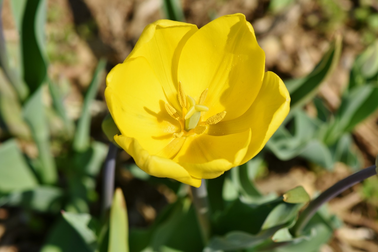 tulip  tulpenbluete  blossomed free photo