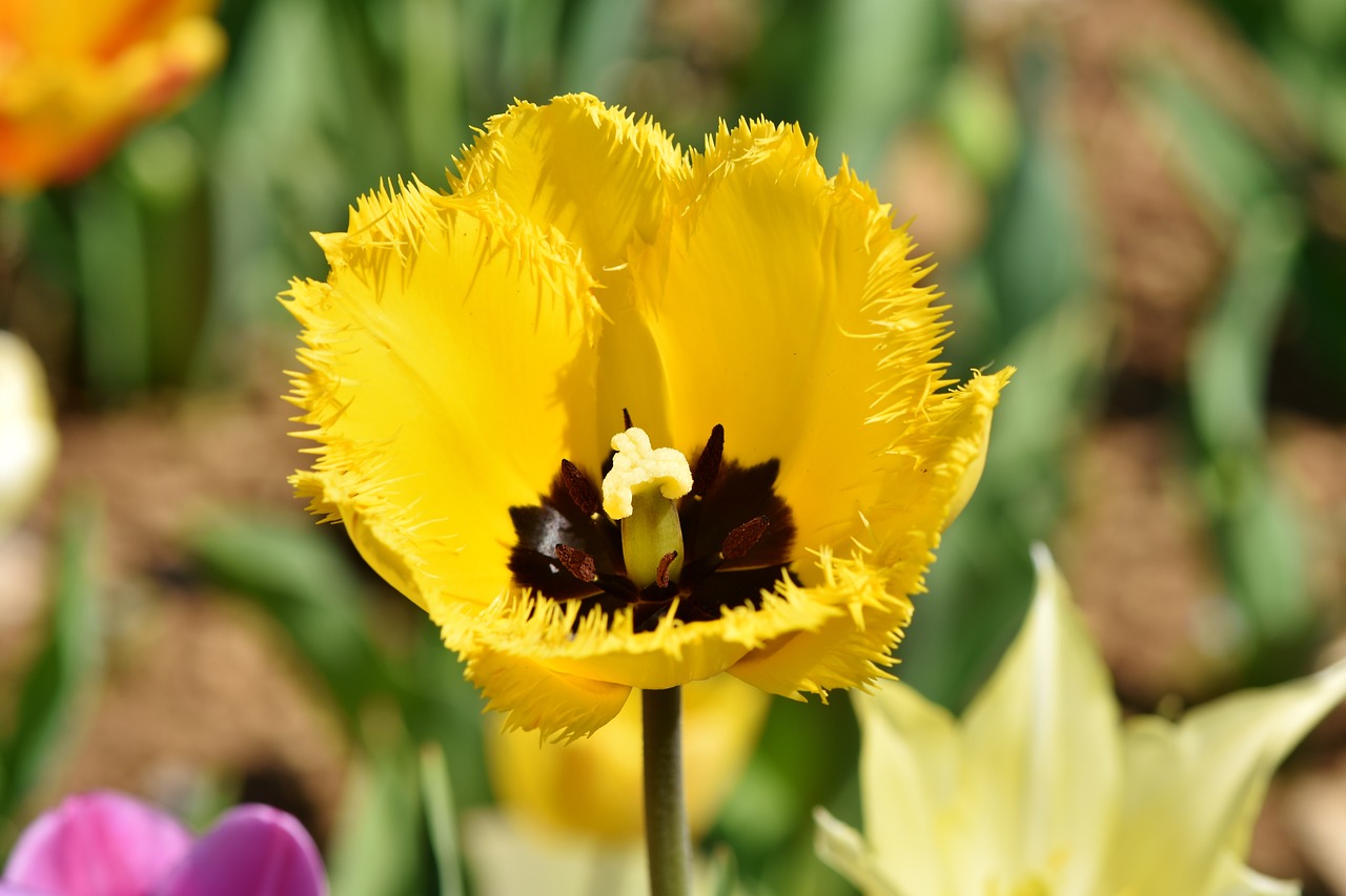 tulip  schnittblume  spring flowers free photo