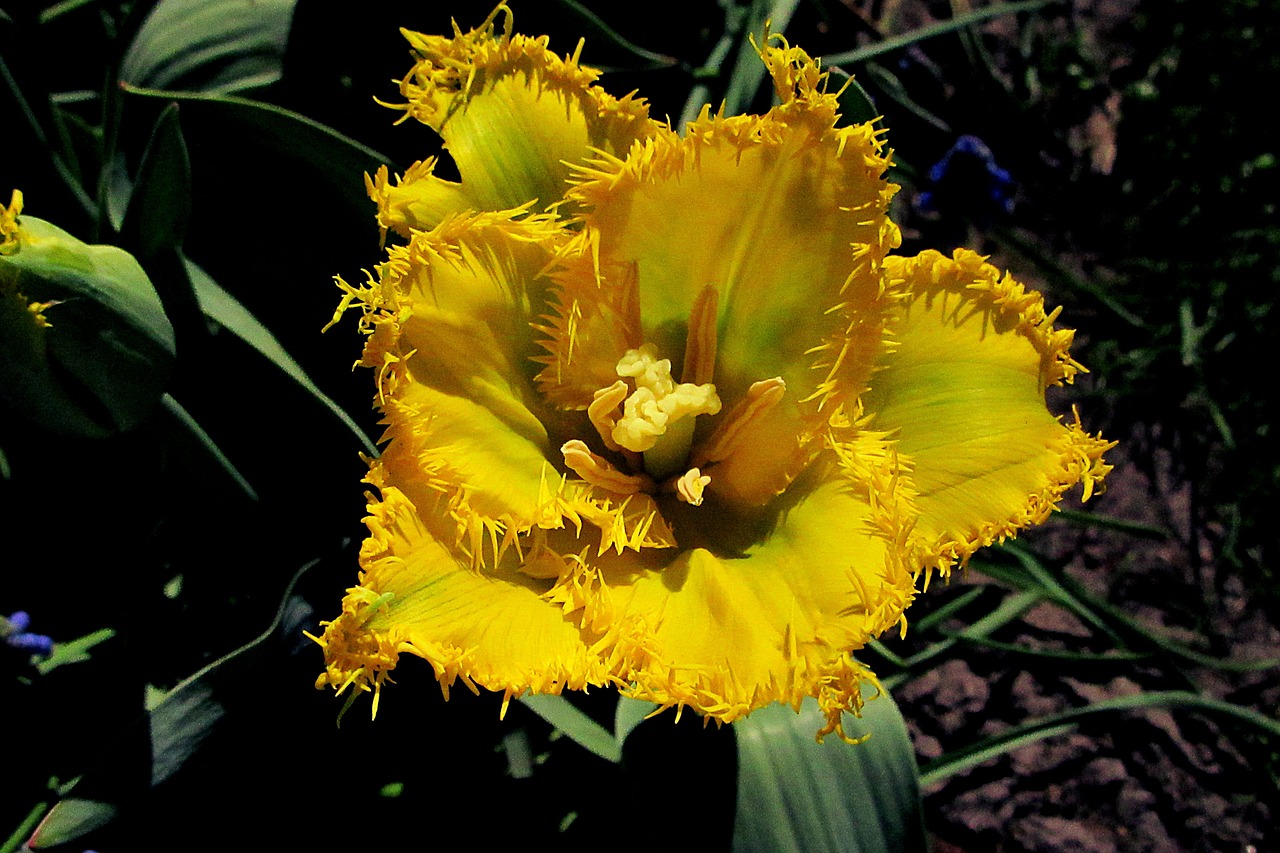 tulip  yellow  tulips free photo