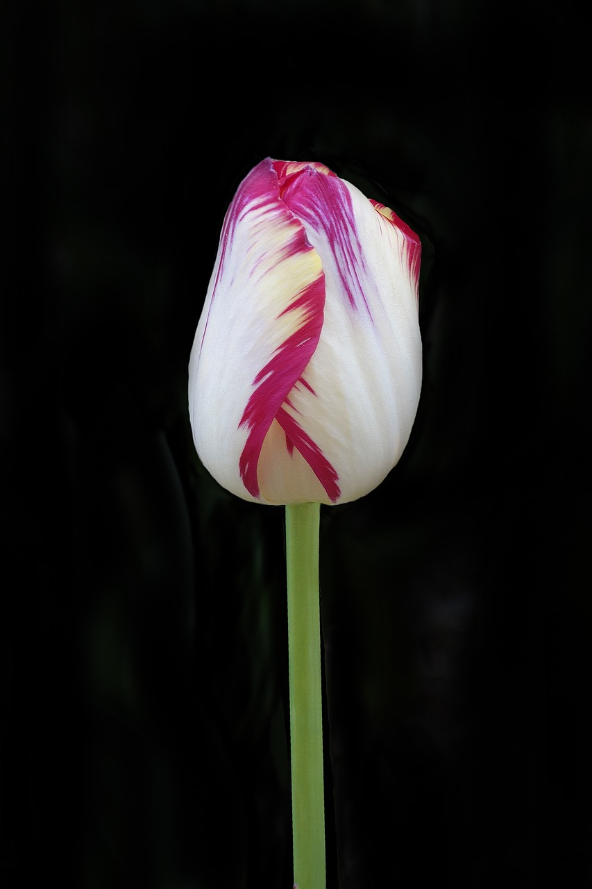 tulip  flower  nature free photo