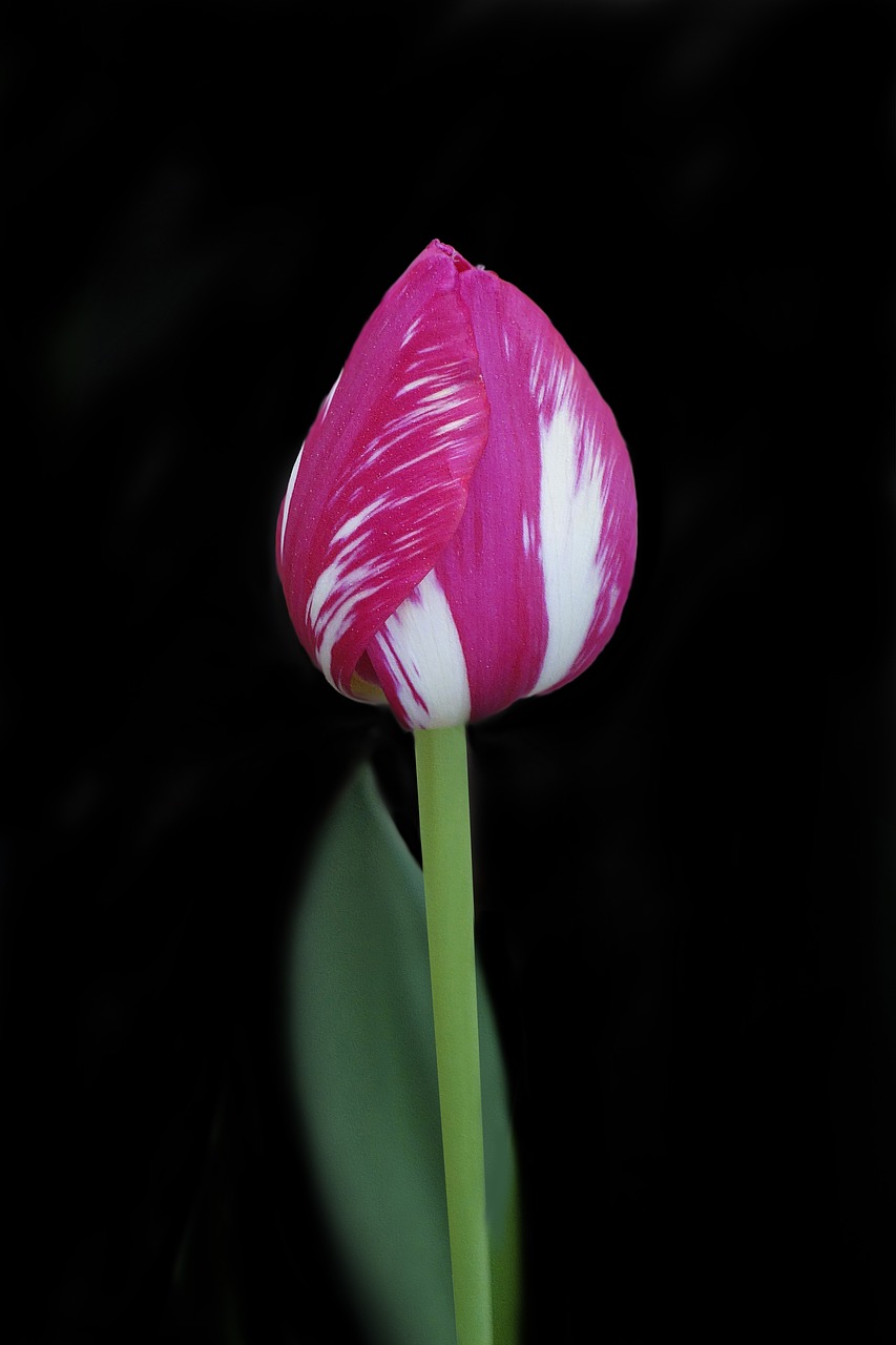 tulip  flower  nature free photo