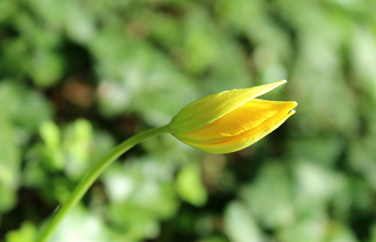 tulip  bud  yellow free photo