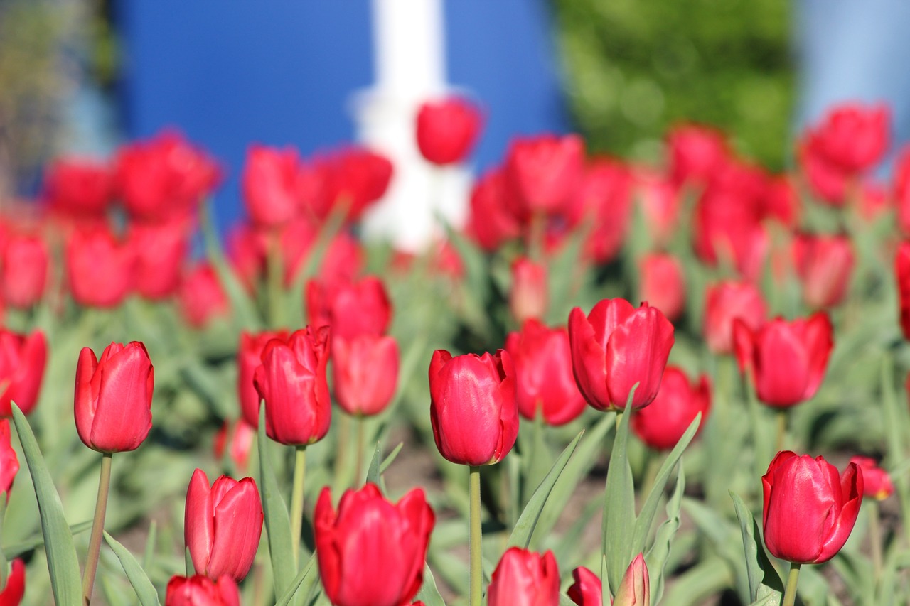 tulip  nature  garden free photo