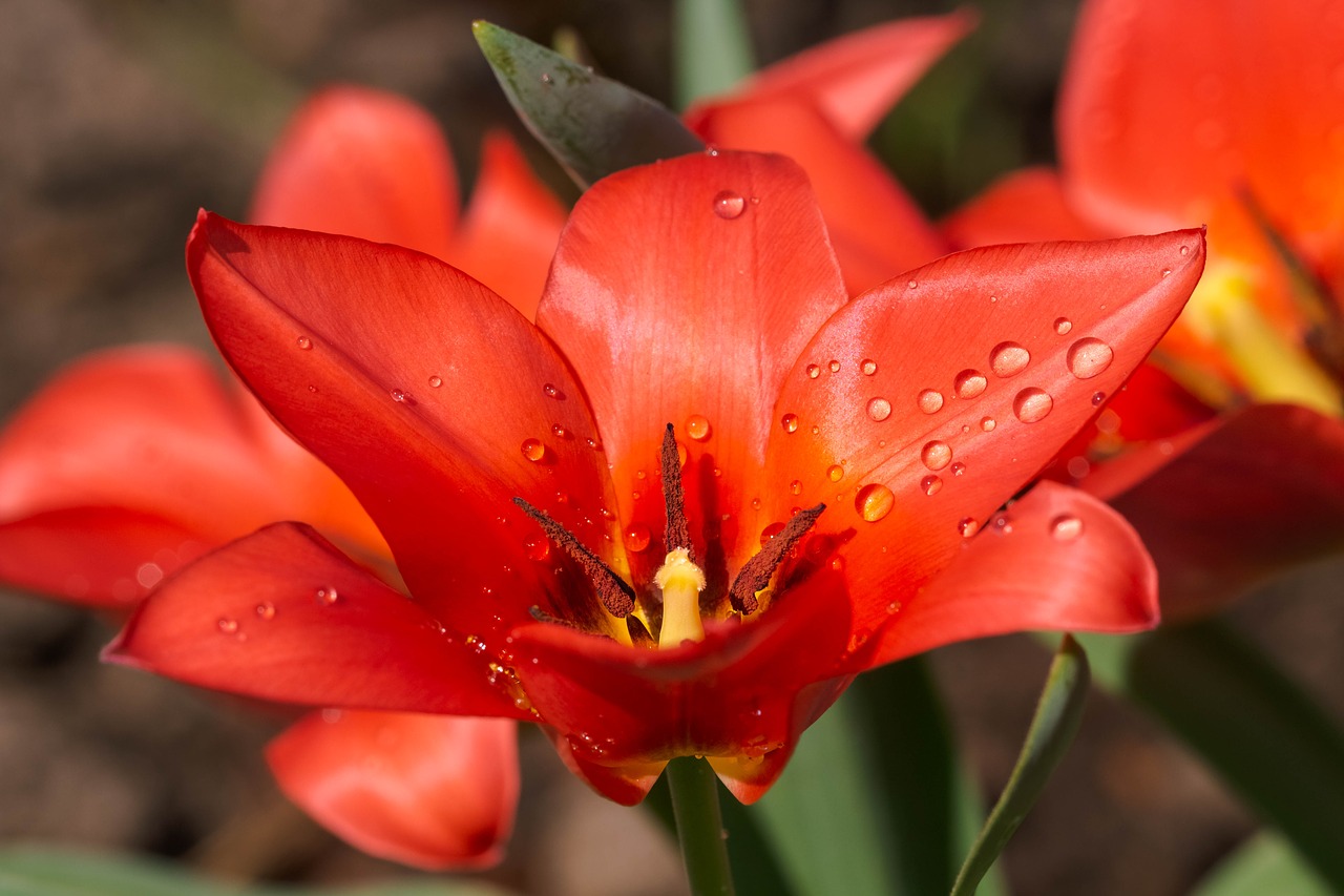 tulip  plant  flower free photo