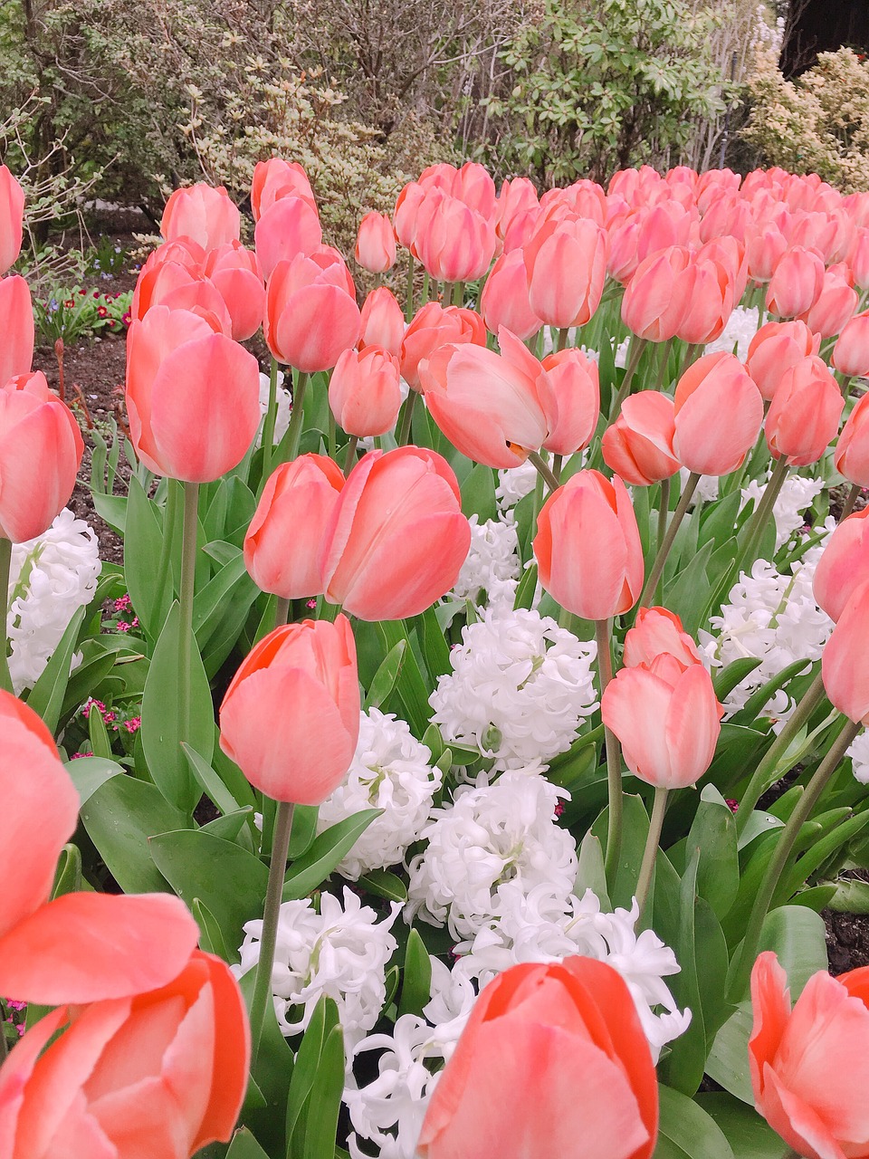 tulip  flower  flora free photo