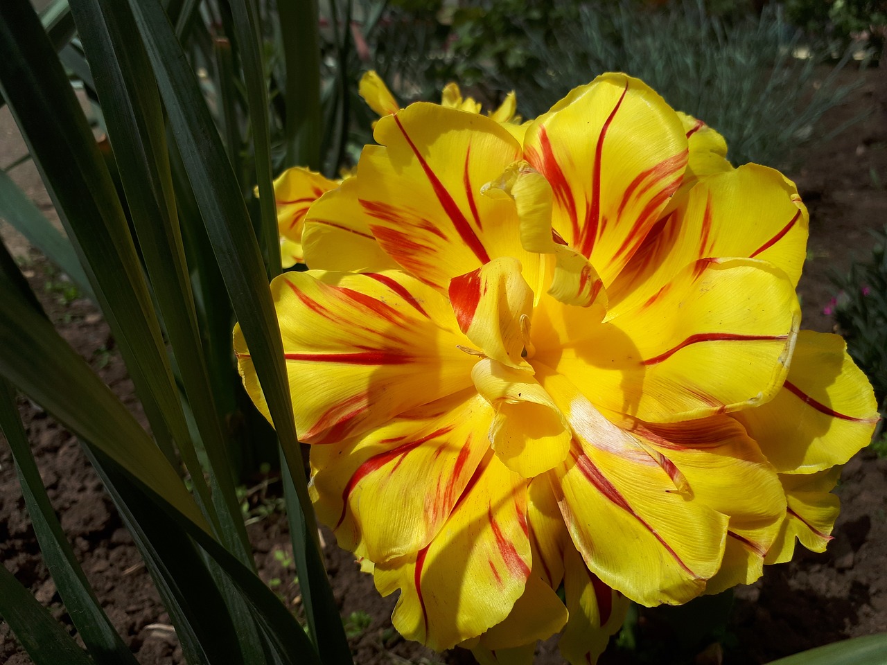 tulip  nature  plant free photo