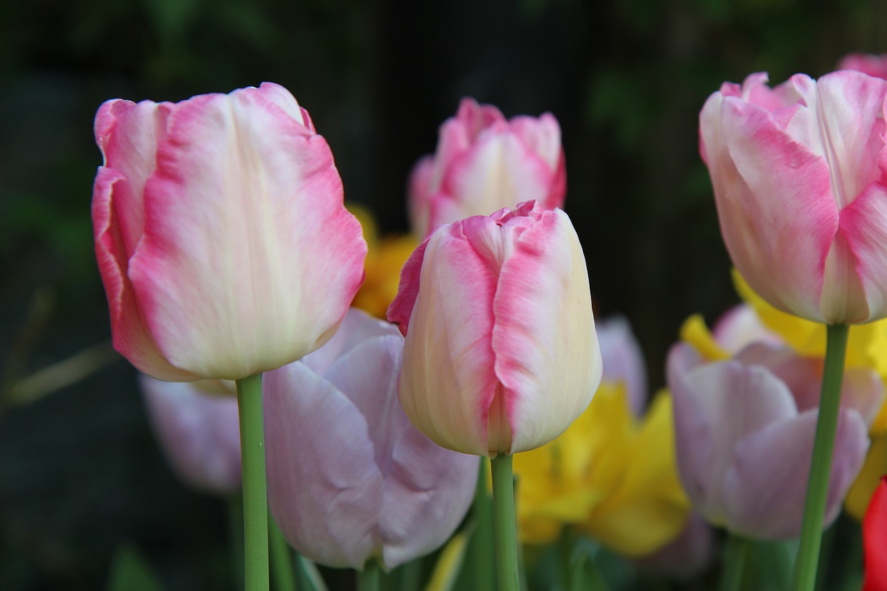 tulip  tulips pink  spring-flowering free photo