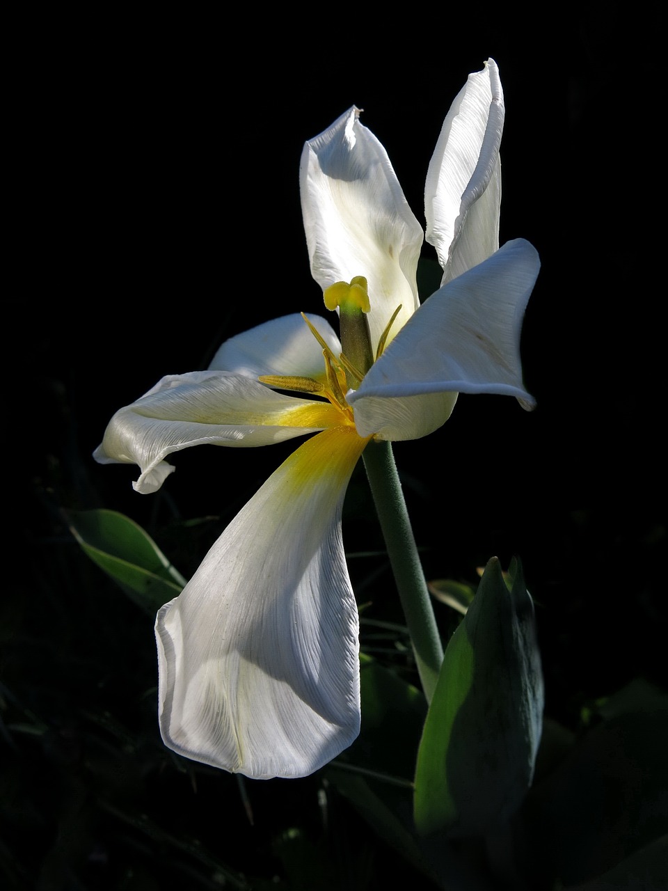 tulip  exotic emperor  flower free photo