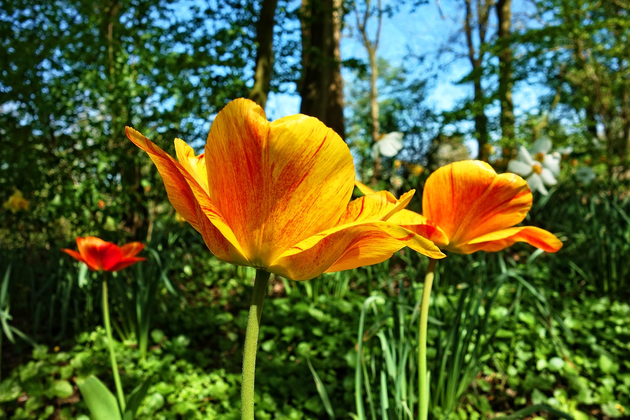 tulip  flower  plant free photo