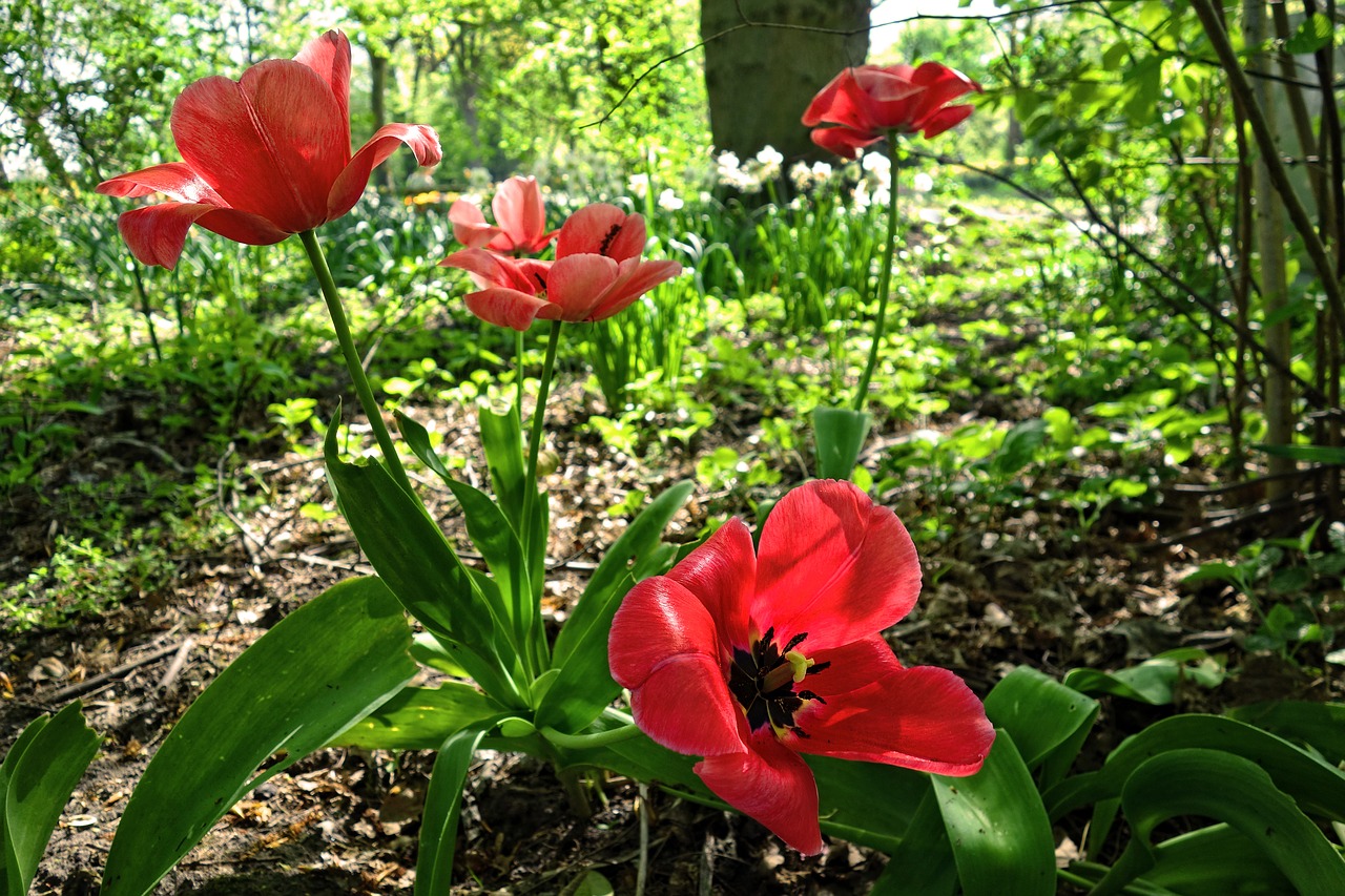 tulip  flower  plant free photo