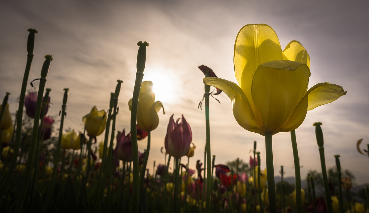 tulip  flowers  nature free photo