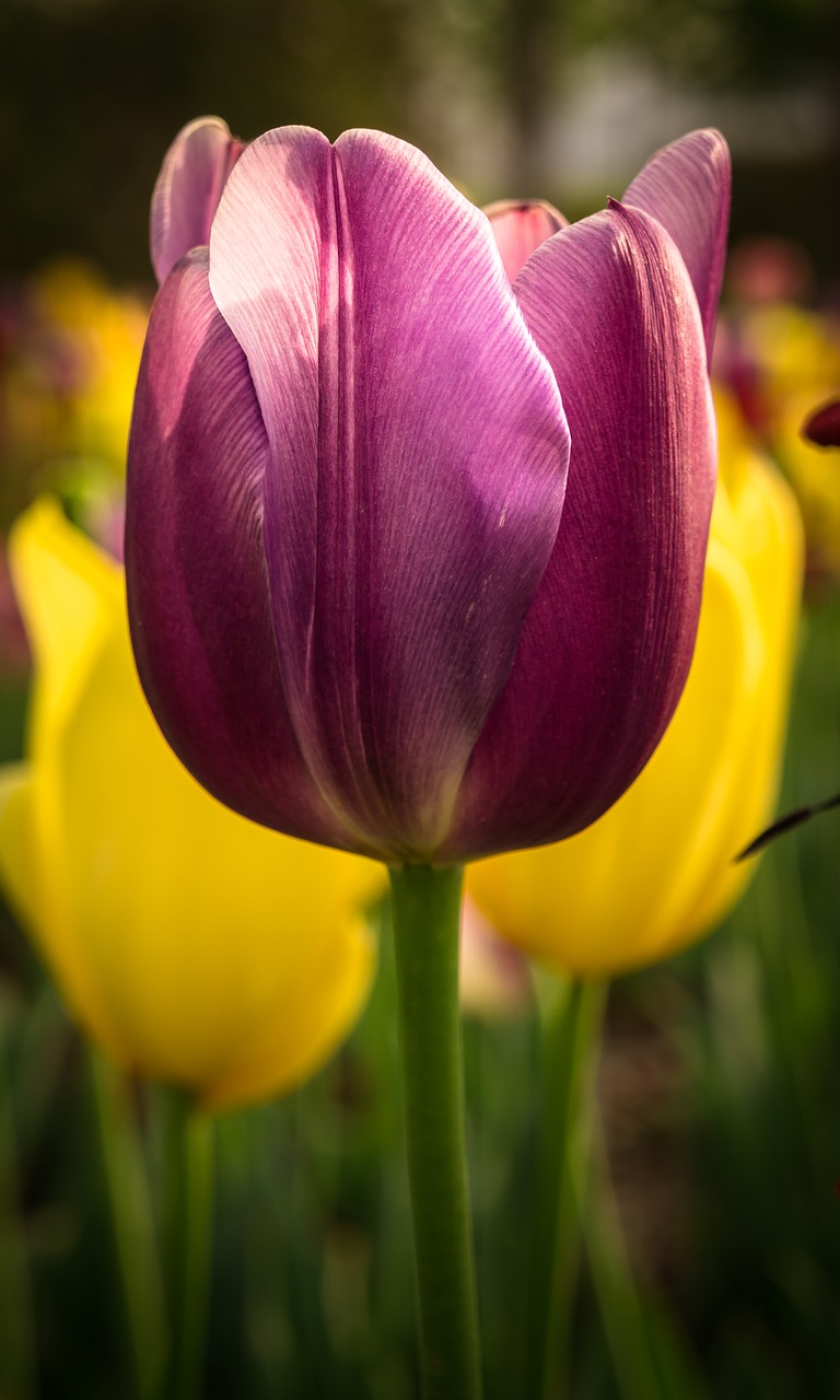 tulip  nature  flowers free photo