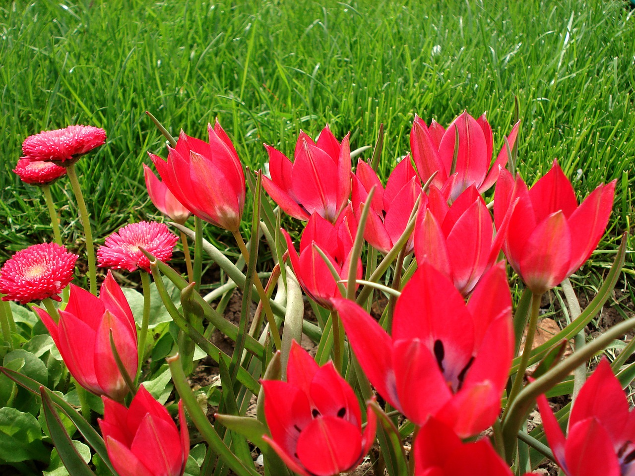 tulip spring flowers free photo