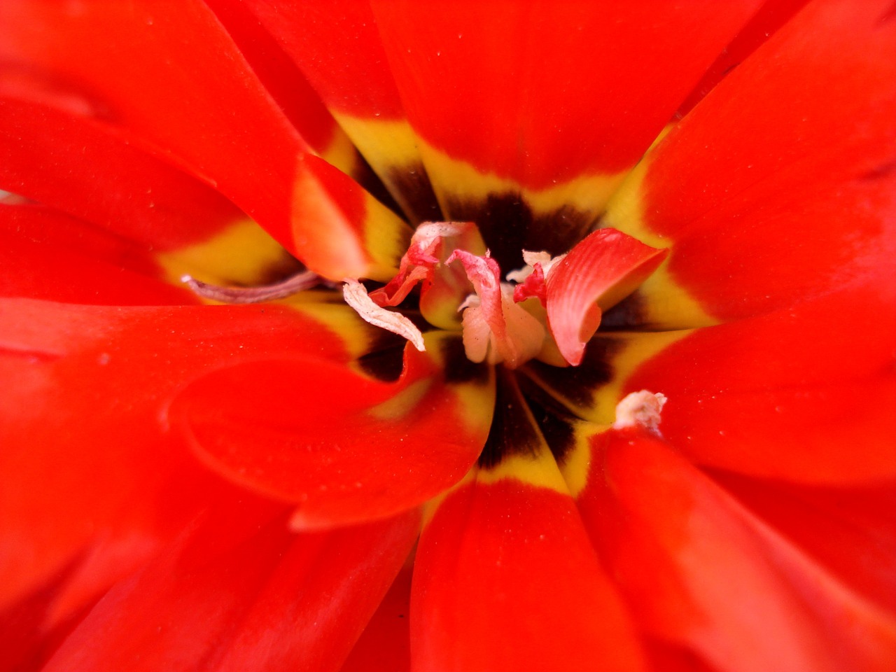 tulip flowers tulips free photo