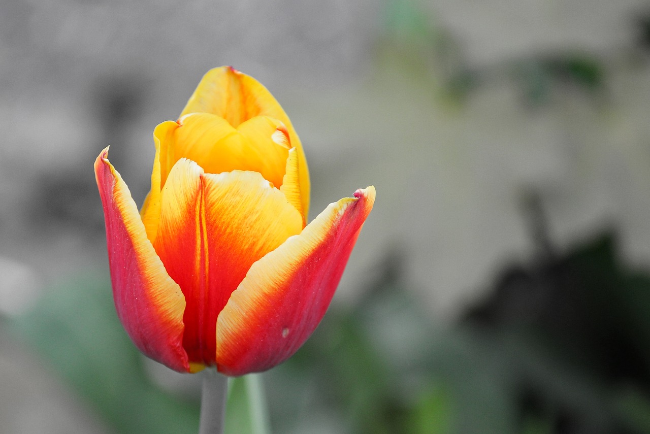 tulip  half closed  blossom free photo