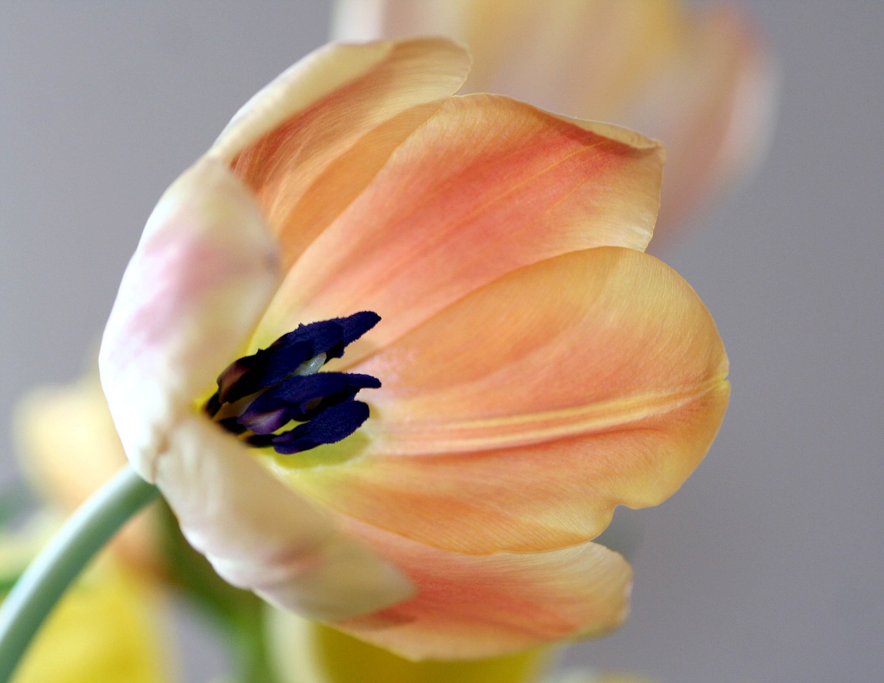 tulip  flower  nature free photo