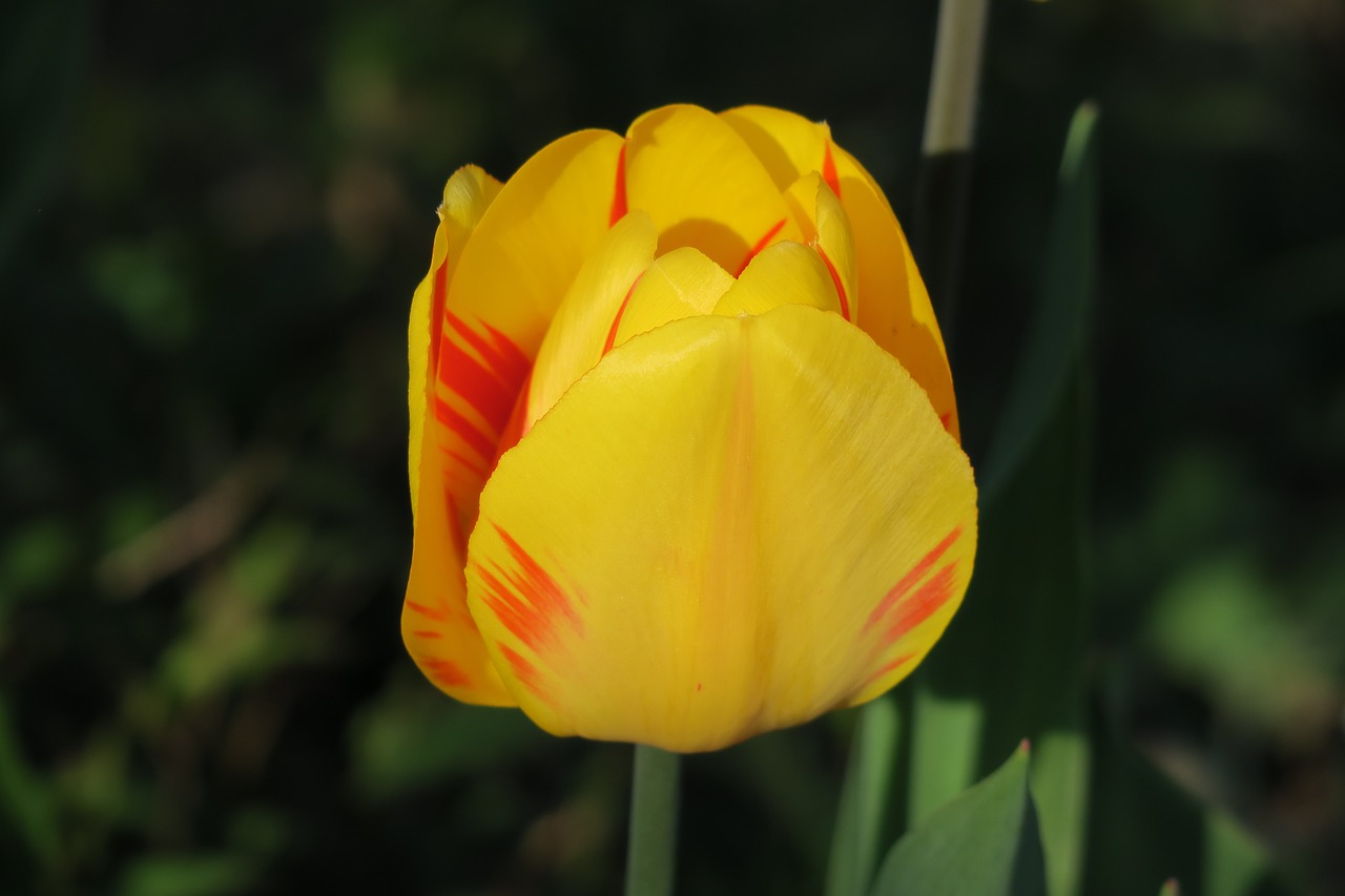 tulip  yellow  nature free photo