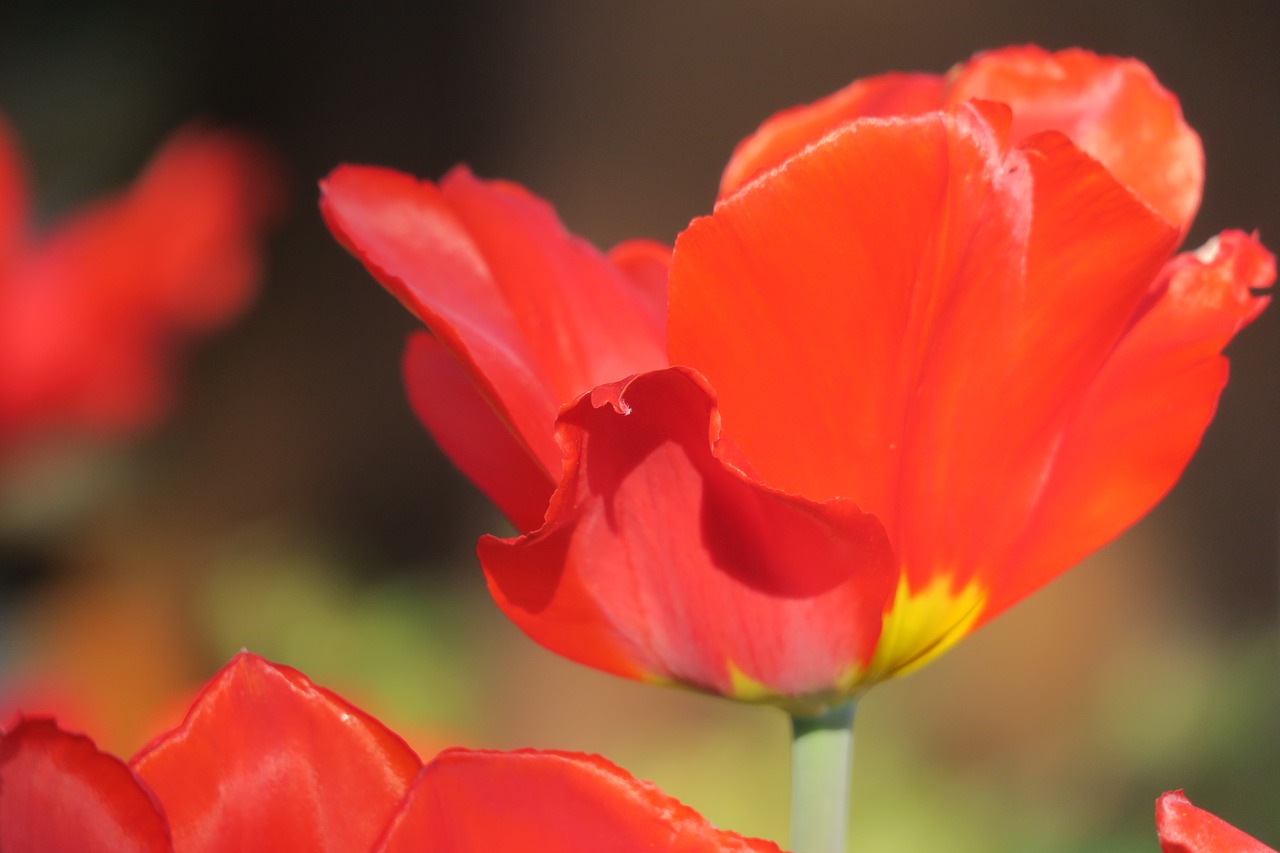 tulip  red  flower free photo