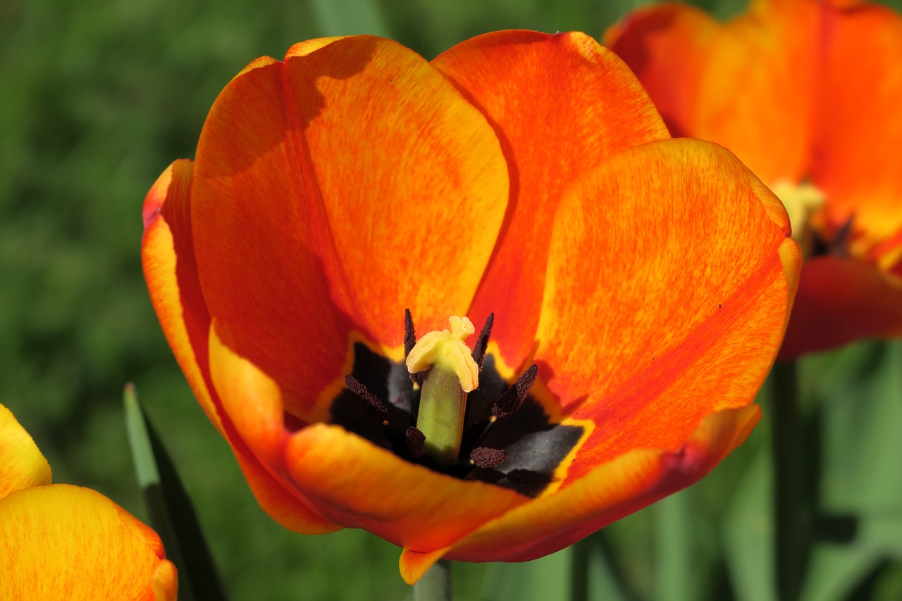 tulip  stamp  orange free photo