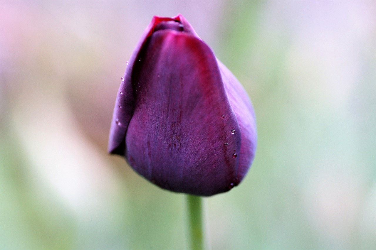 tulip  dark  violet free photo