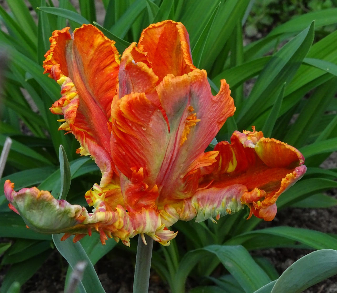 tulip  parrot tulip  orange free photo