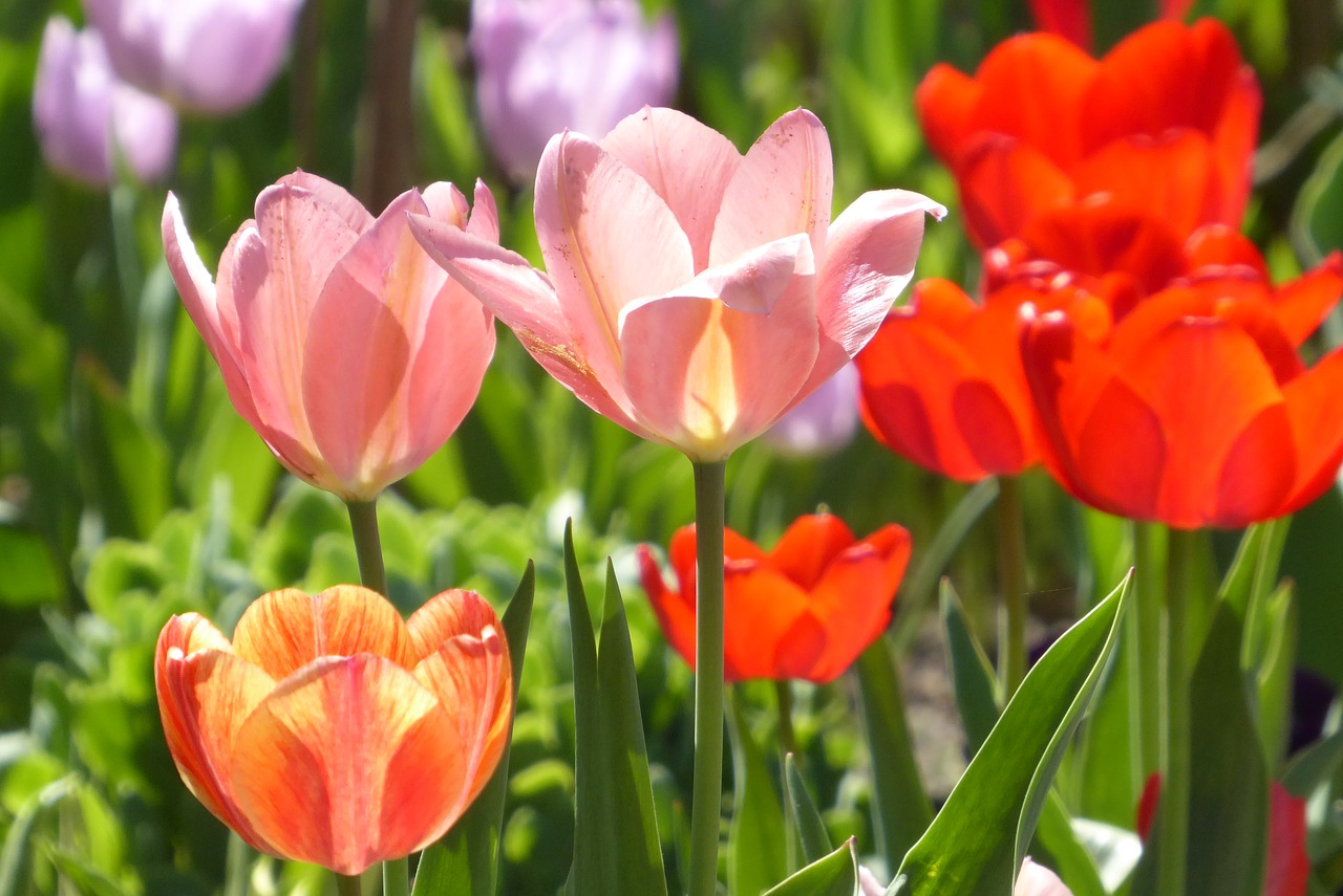 tulip  plant  flower free photo