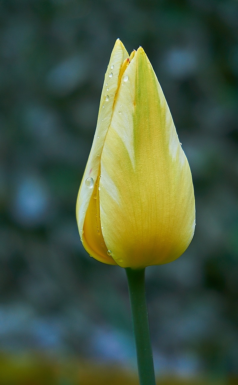 tulip  tulpenbluete  bud free photo