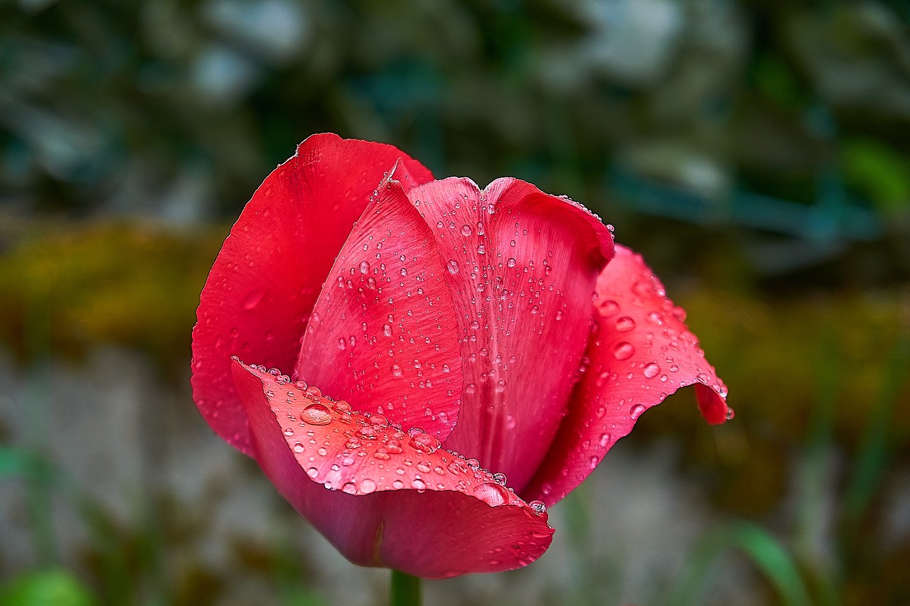 tulip  tulpenbluete  bud free photo