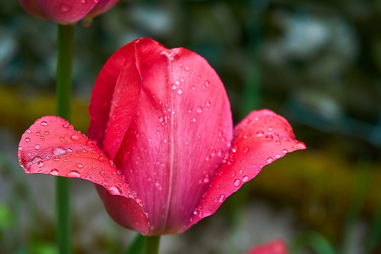 tulip  tulpenbluete  bud free photo