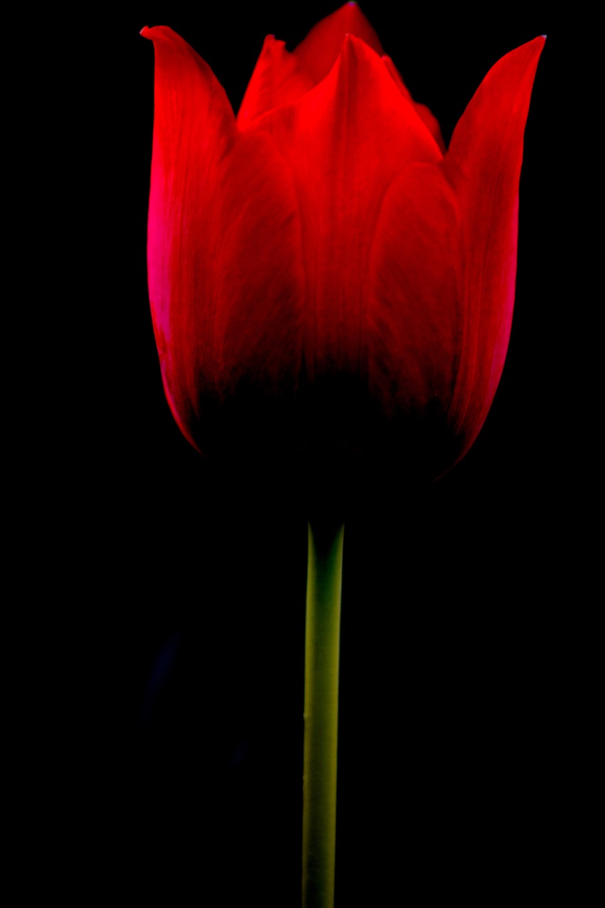 tulip  flower  nobody free photo