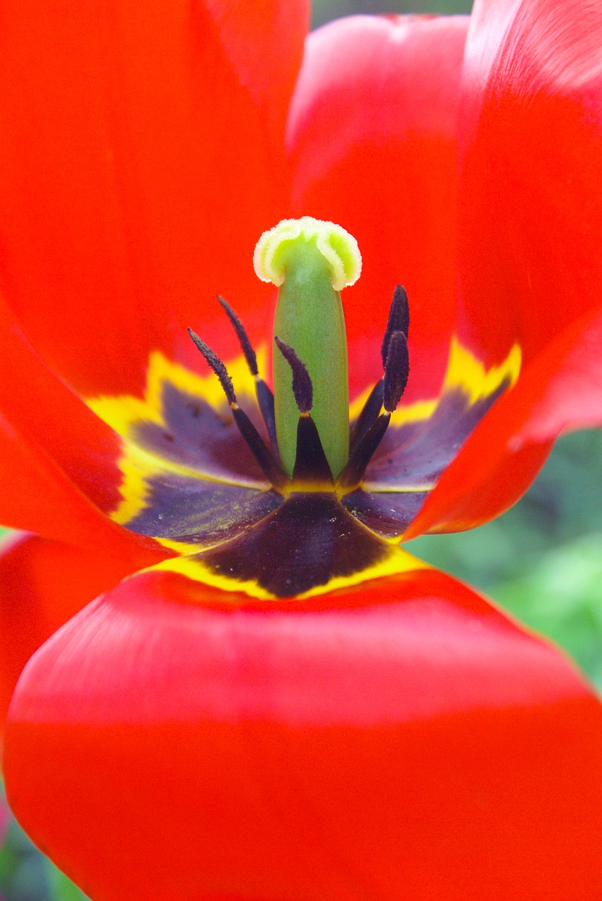 tulip  mack  flowers free photo