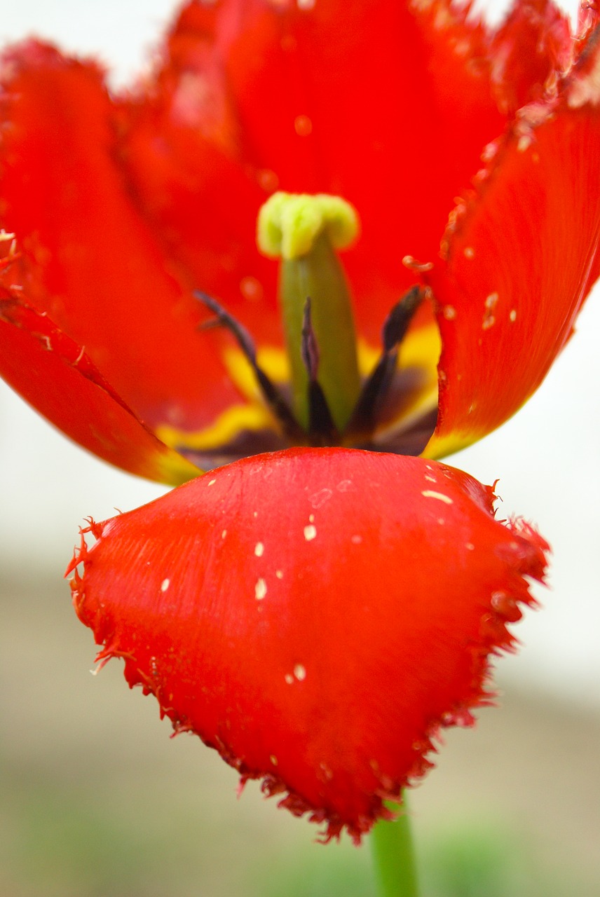 tulip  mack  flowers free photo