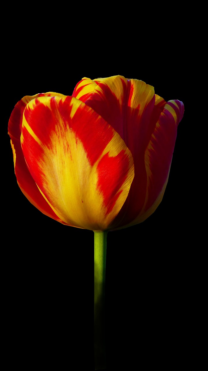 tulip  nature  no person free photo